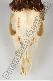 Skull Deer 0025